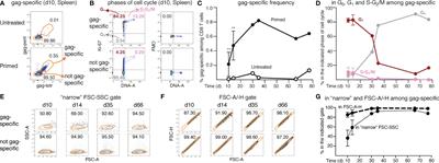 Improved memory CD8 T cell response to delayed vaccine boost is associated with a distinct molecular signature